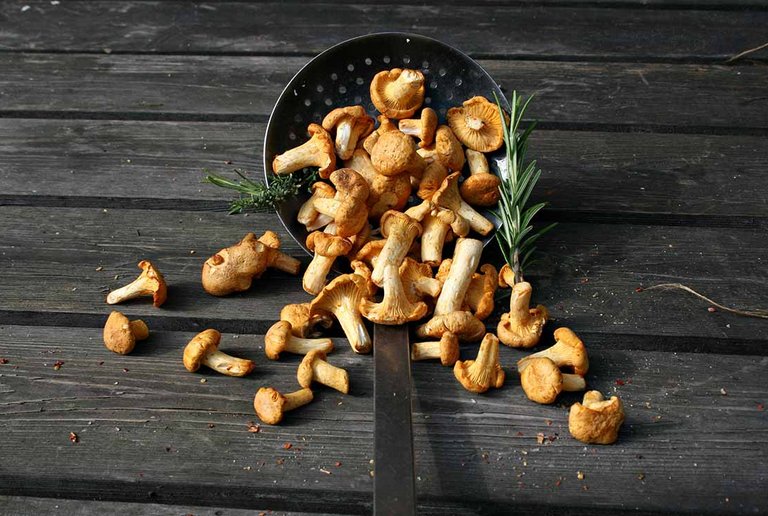 Chanterelle weeks at centrovital Hotel ©jeepbabes/Fotolia.com